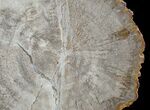 Petrified Wood Slab From Indonesia - x #6289-2